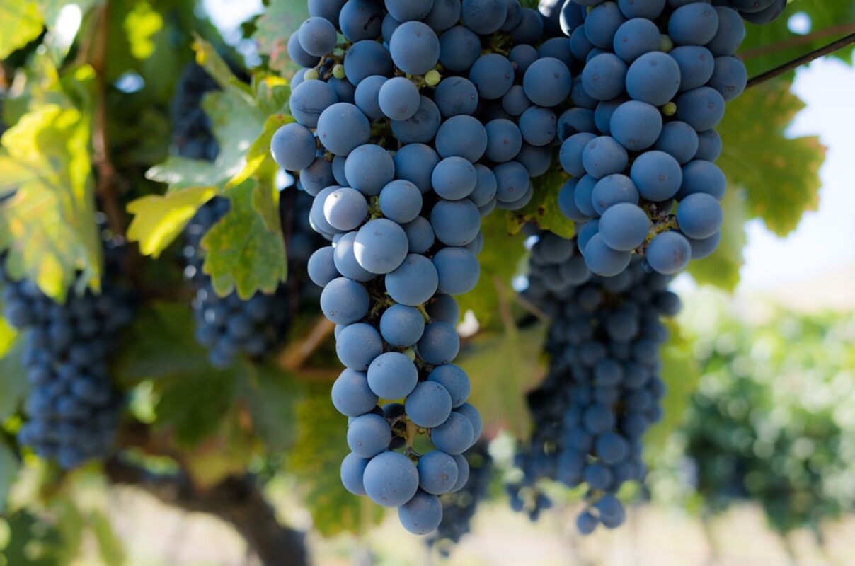 when to harvest grape optimal timing factors and considerations 6490803b796d6