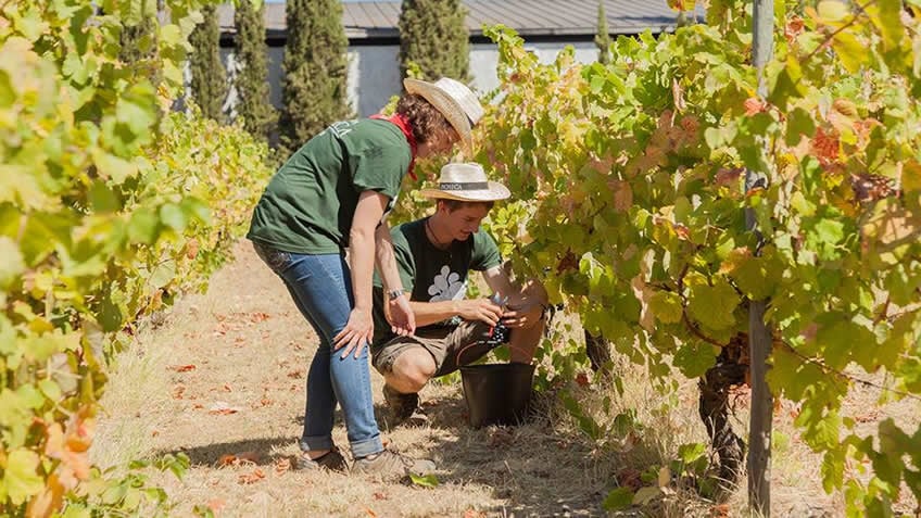 When to Harvest Grape Optimal Timing, Factors, and Considerations