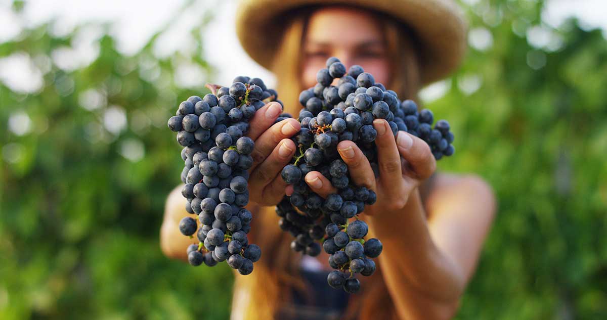 When to Harvest Grape Optimal Timing, Factors, and Considerations