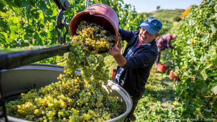 When to Harvest Grape Optimal Timing, Factors, and Considerations