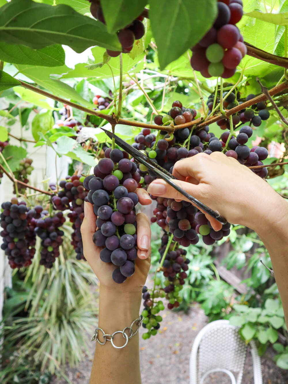 When to Harvest Grape Optimal Timing, Factors, and Considerations