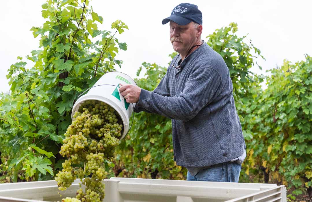 When to Harvest Grape Optimal Timing, Factors, and Considerations