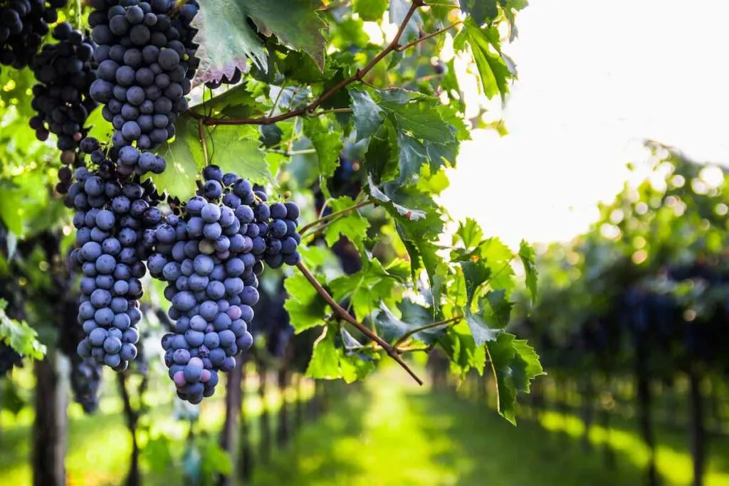 When to Harvest Grape Optimal Timing, Factors, and Considerations