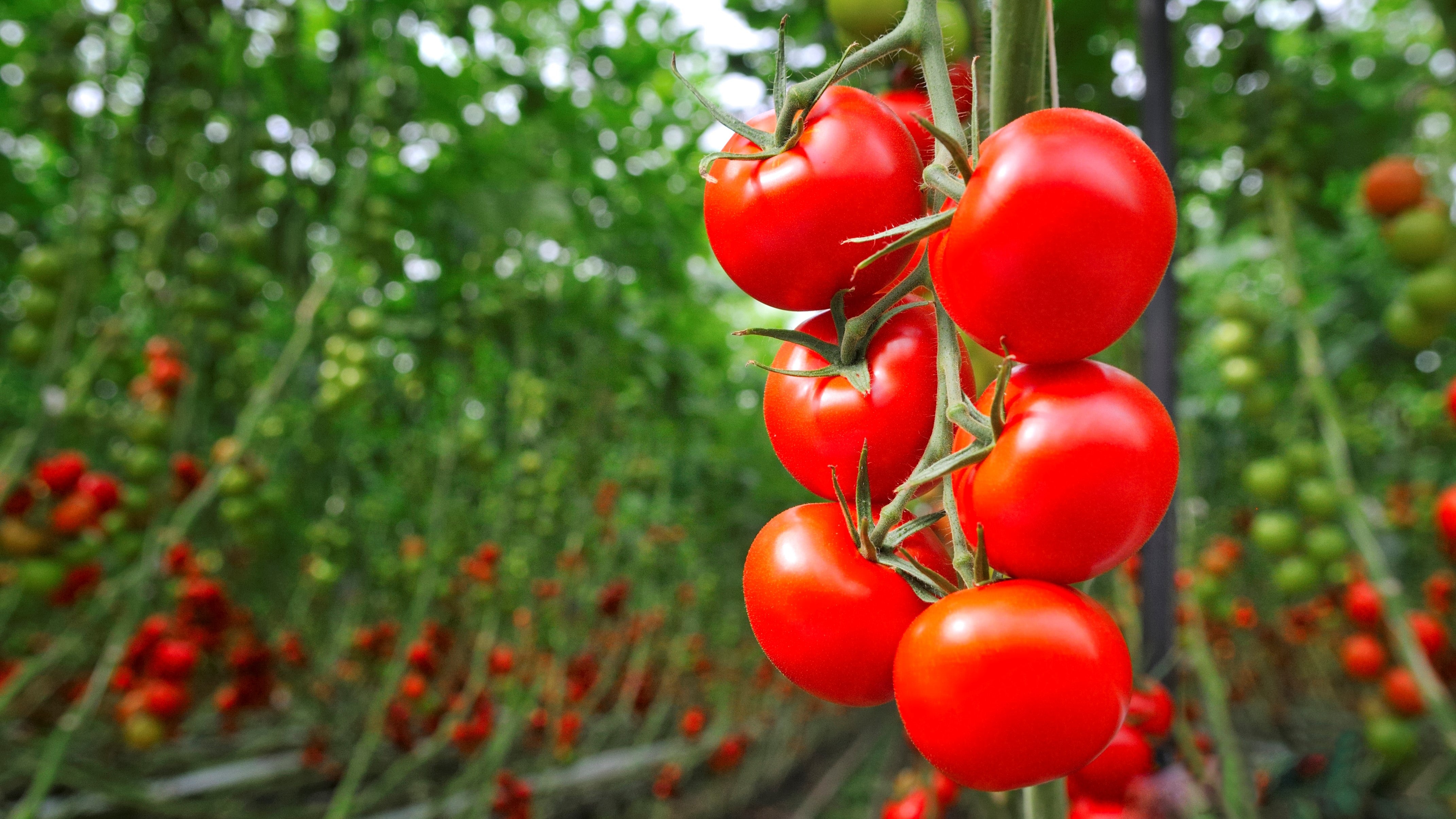 When to Harvest Tomatoes Strategies, Impact of Weather, and Ripening Tips