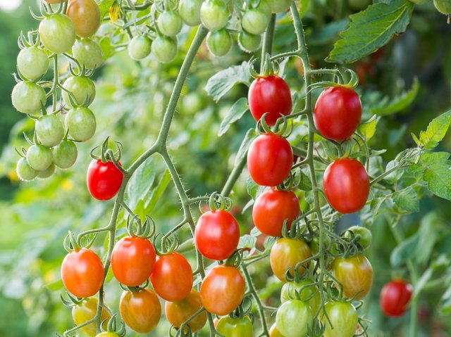 When to Harvest Tomatoes Strategies, Impact of Weather, and Ripening Tips