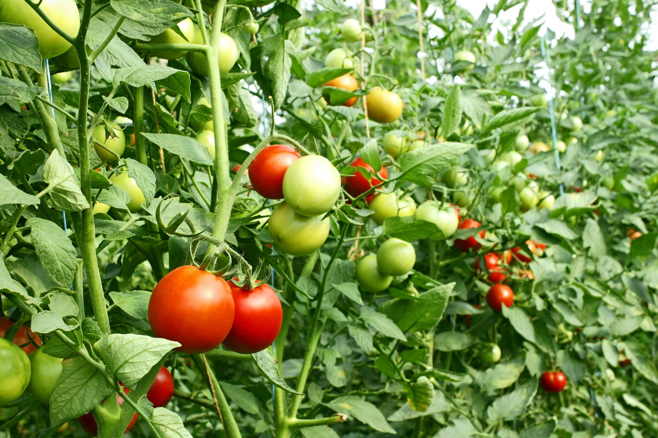 When to Harvest Tomatoes Strategies, Impact of Weather, and Ripening Tips