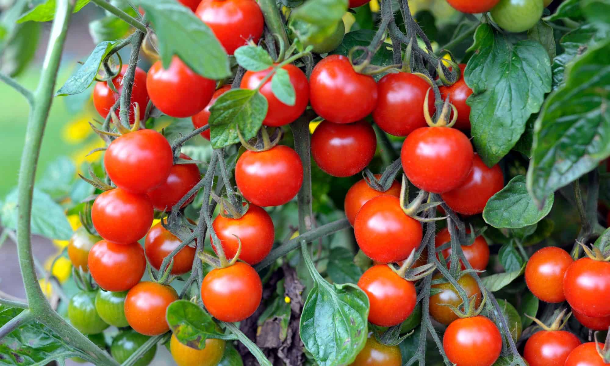 When to Harvest Tomatoes Strategies, Impact of Weather, and Ripening Tips