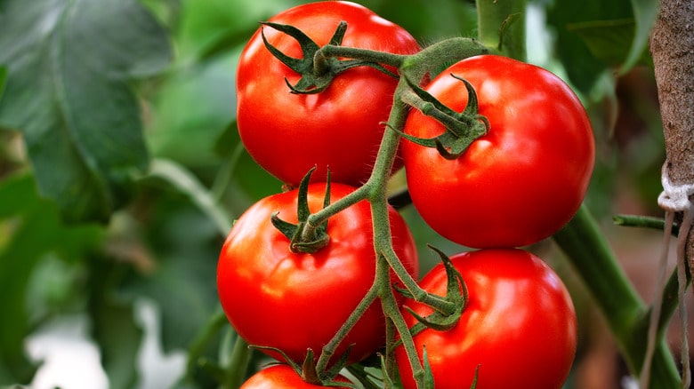 When to Harvest Tomatoes Strategies, Impact of Weather, and Ripening Tips