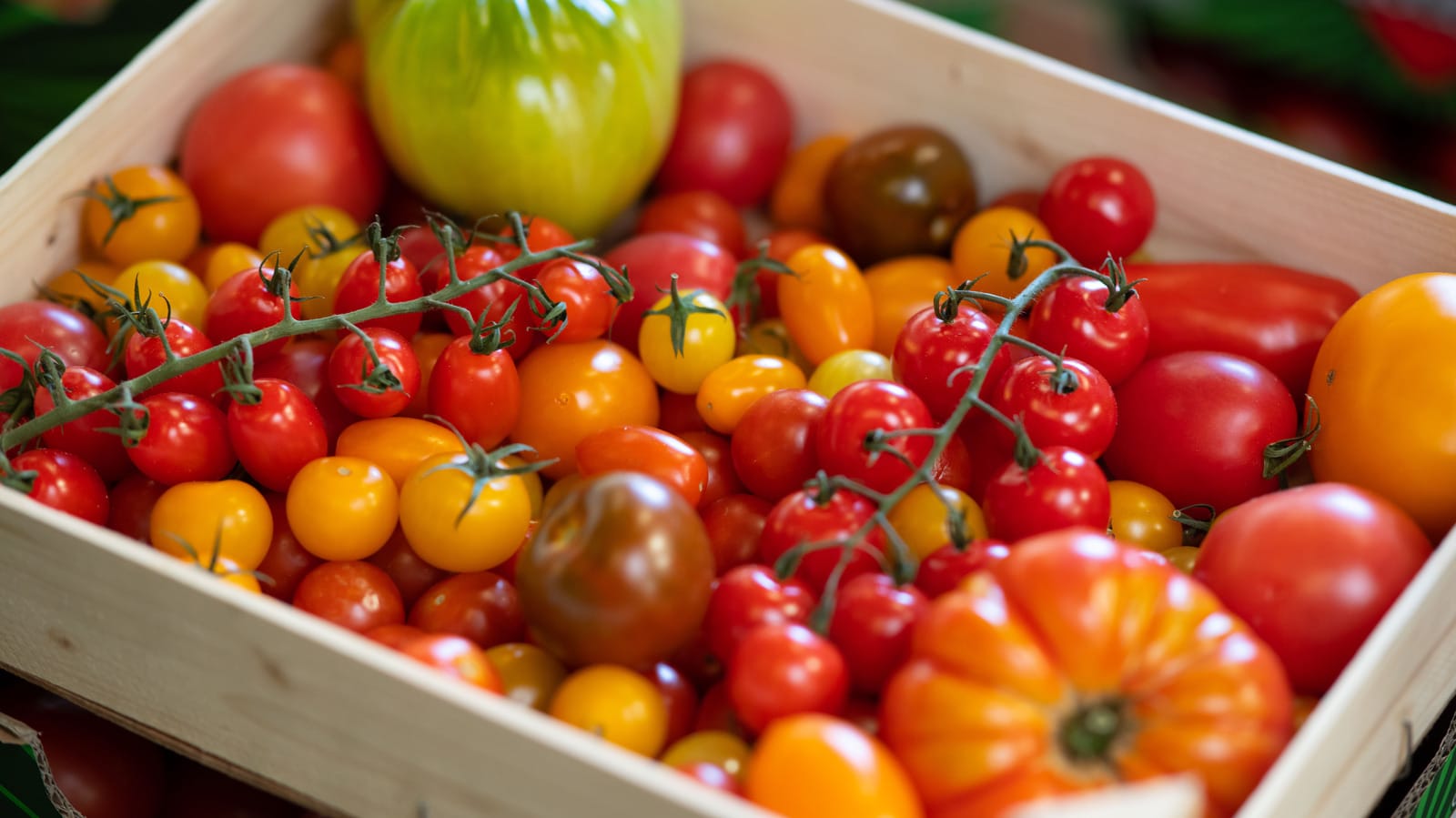 When to Harvest Tomatoes Strategies, Impact of Weather, and Ripening Tips