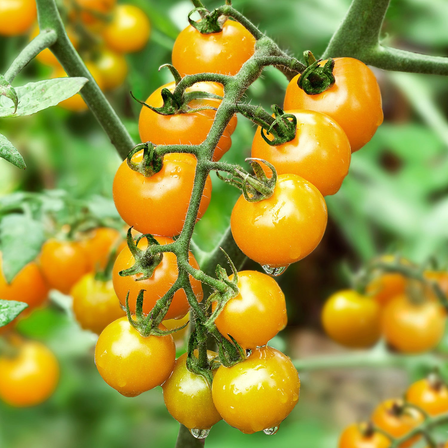 When to Harvest Tomatoes Strategies, Impact of Weather, and Ripening Tips